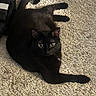 animal, black_cat, carpet, cat, cozy, curious, cute, domestic, eyes, feline, fur, home, indoor, lying_down, mammal, pet, relaxed, tail, texture, whiskers