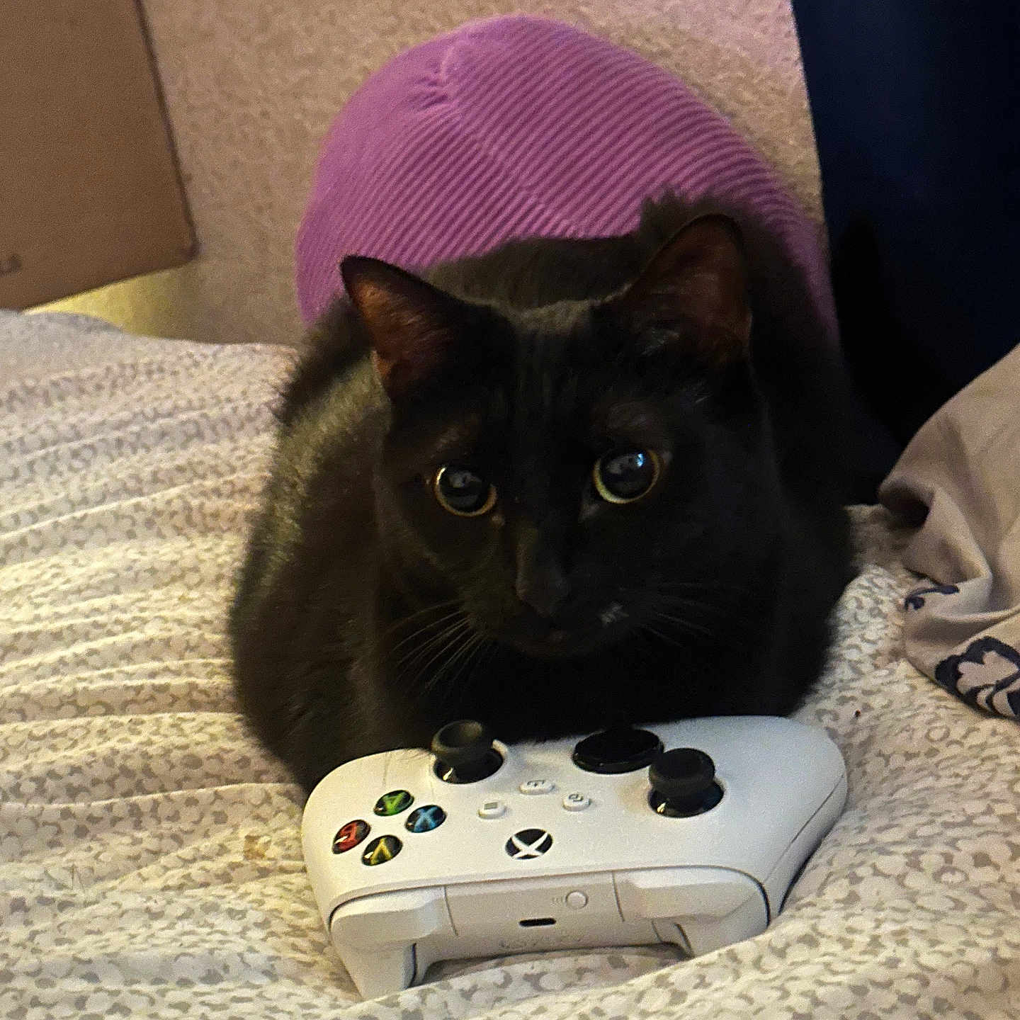 Chubu is registered to the contest to win money with this photo: animal, bed, black_cat, cat, companion, controller, cozy, curious, cute, feline, gaming, home, indoor, patterned_bedspread, pet, pillow, relaxed, resting, soft_lighting, xbox_controller