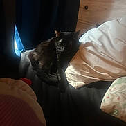 Chubu joined the competition — help win amazing prizes! animal, bed, black_cat, blanket, cat, comfort, cozy, curtain, domestic, furniture, home, indoor, pet, pillow, relaxing, resting, sleepy, soft_light, window, wooden_drawer