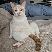 Snowflake joined the competition — help win amazing prizes! cat, pet, animal, indoor, blanket, fur, tail, ear, whiskers, pink_paw, sitting, relaxed, furniture, television, fan, clothing, home, cozy, curious, resting