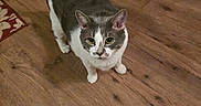 Robin is registered to the contest to win money with this photo: animal, cabinet, cat, ears, feline, foot, gray_cat, home, indoor, kitchen, looking_at_camera, paws, pet, rug, standing, tail, whiskers, white_cat, wooden_floor, yellow_eyes