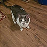 animal, cabinet, cat, ears, feline, foot, gray_cat, home, indoor, kitchen, looking_at_camera, paws, pet, rug, standing, tail, whiskers, white_cat, wooden_floor, yellow_eyes