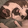 Robin is registered to the contest to win money with this photo: adorable, black_and_white, blanket, cat, cats, close_up, cozy, cuddling, felines, fur, gray_and_white, home, indoor, paws, peaceful, pet, relaxed, resting, sleeping, whiskers