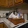 Robin is registered to the contest to win money with this photo: animal, cabinets, cat, cookware, countertop, cutting_board, ears, eyes, face, gray_and_white_cat, household_appliances, indoor, kitchen, lying_down, pet, sitting, stove, tiles, whiskers, wood