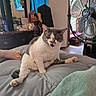 animal, bed, bedroom, blanket, cat, ears, fan, fur, furniture, gray_and_white, home, indoor, meowing, open_mouth, paws, pet, relaxed, sitting, tail, whiskers