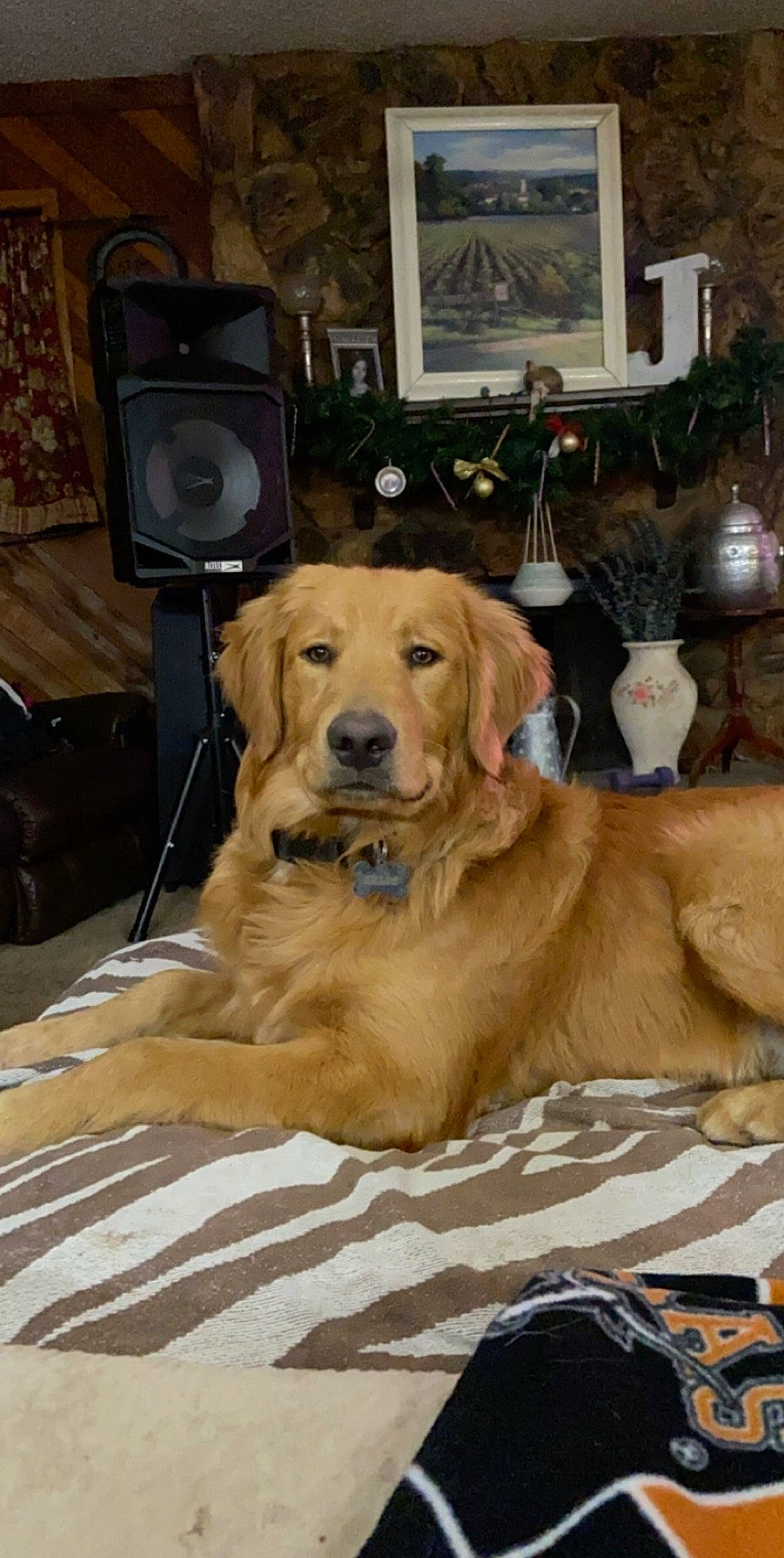 Kelso is registered to the contest to win money with this photo: broholmer, canidae, carnivore, companion_dog, dog, dog_breed, fawn, golden_retriever, hovawart, mammal, retriever, sporting_group, vertebrate