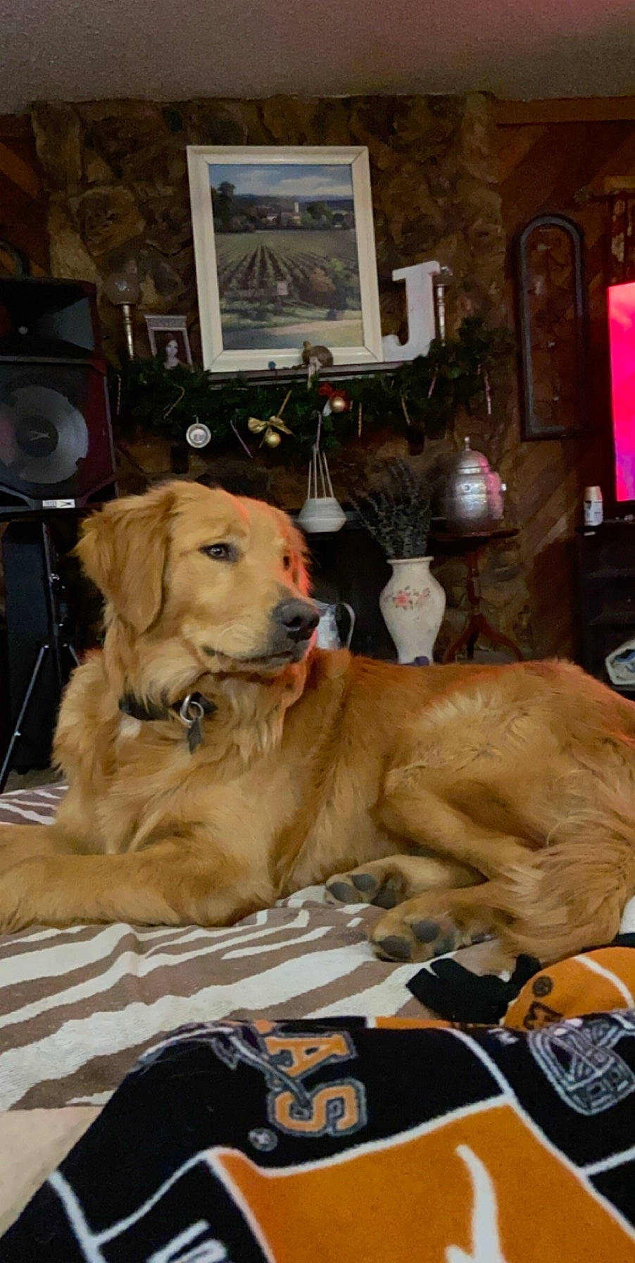 Kelso joined the competition — help win amazing prizes! canidae, carnivore, companion_dog, dog, dog_breed, fawn, golden_retriever, hovawart, mammal, retriever, sporting_group
