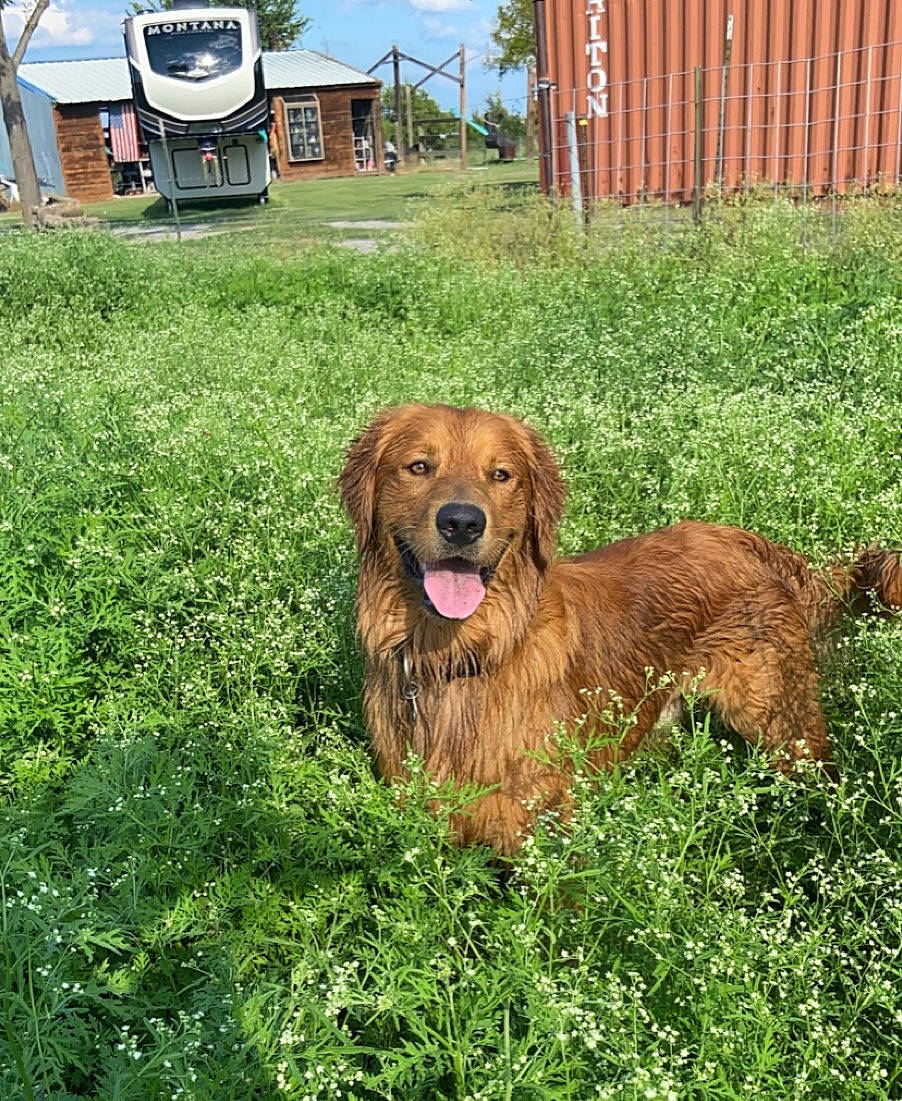 Kelso is registered to the contest to win money with this photo: basset_fauve_de_bretagne, canidae, carnivore, companion_dog, dog, dog_breed, golden_retriever, grass, irish_setter, mammal, plant, sporting_group, styrian_coarse_haired_hound, vertebrate