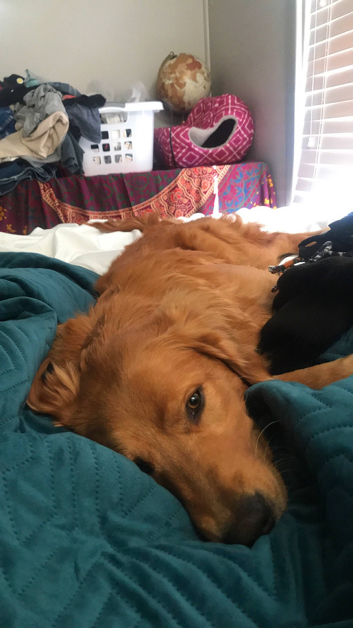 Kelso is registered to the contest to win money with this photo: canidae, carnivore, companion_dog, dog, dog_breed, furniture, golden_retriever, retriever, snout, sporting_group