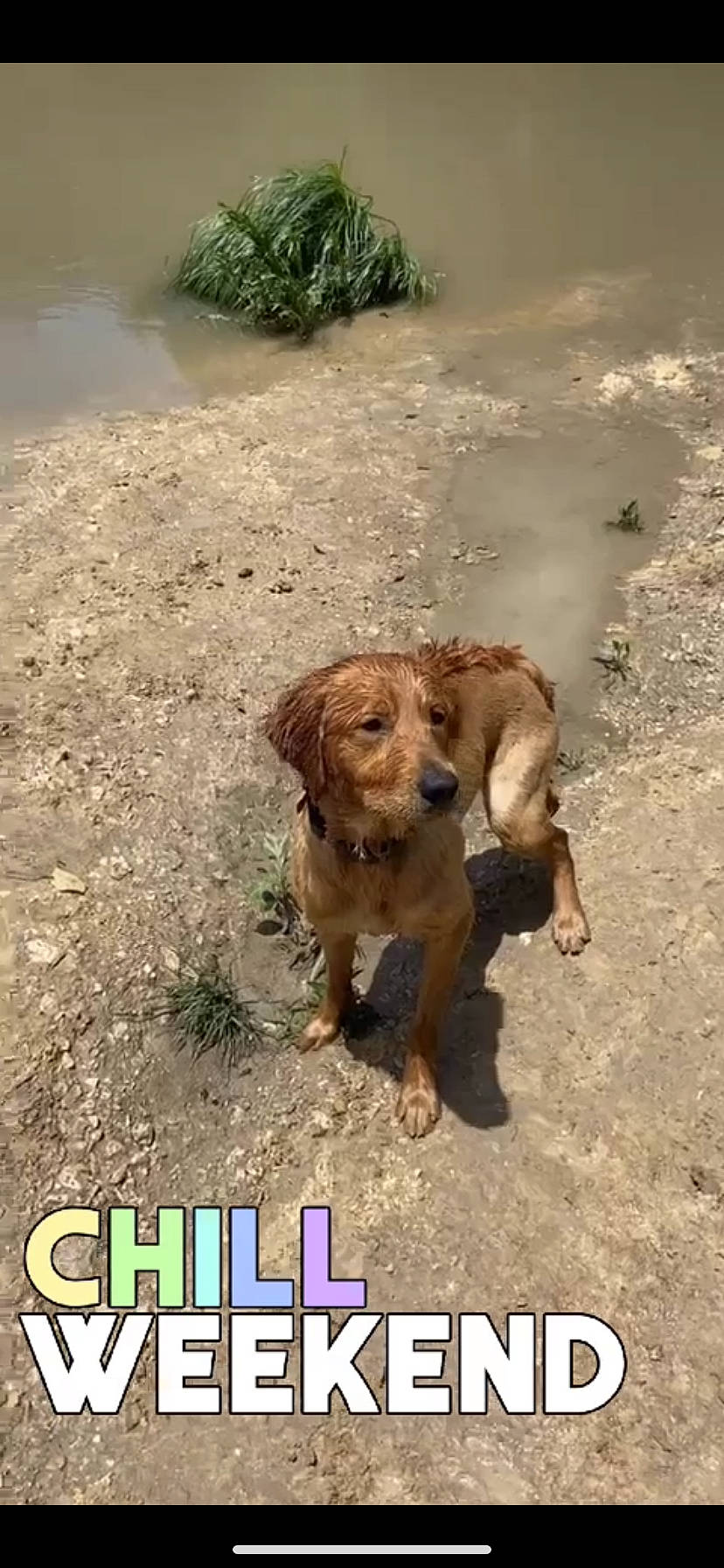 Kelso joined the competition — help win amazing prizes! basset_fauve_de_bretagne, canidae, carnivore, companion_dog, dachshund, dog, dog_breed, fawn, golden_retriever, mammal, photo_caption, retriever, snout, sporting_group, street_dog, vertebrate