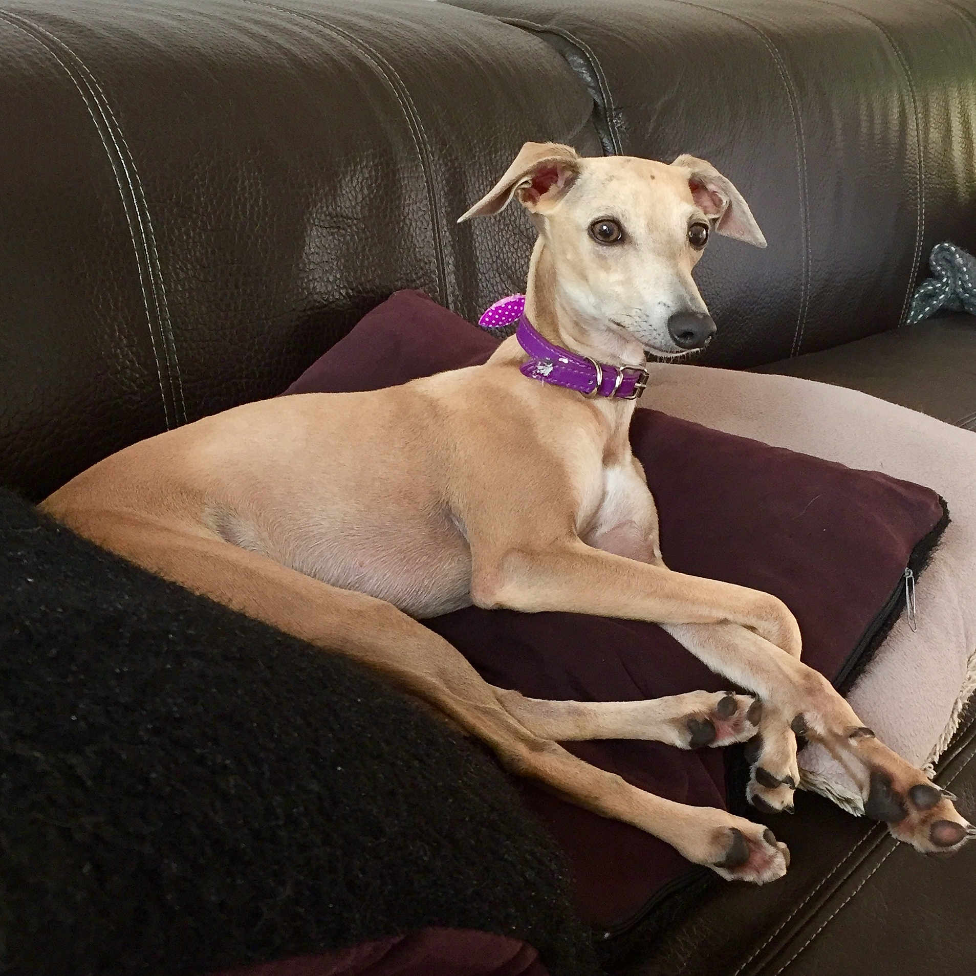 Nova