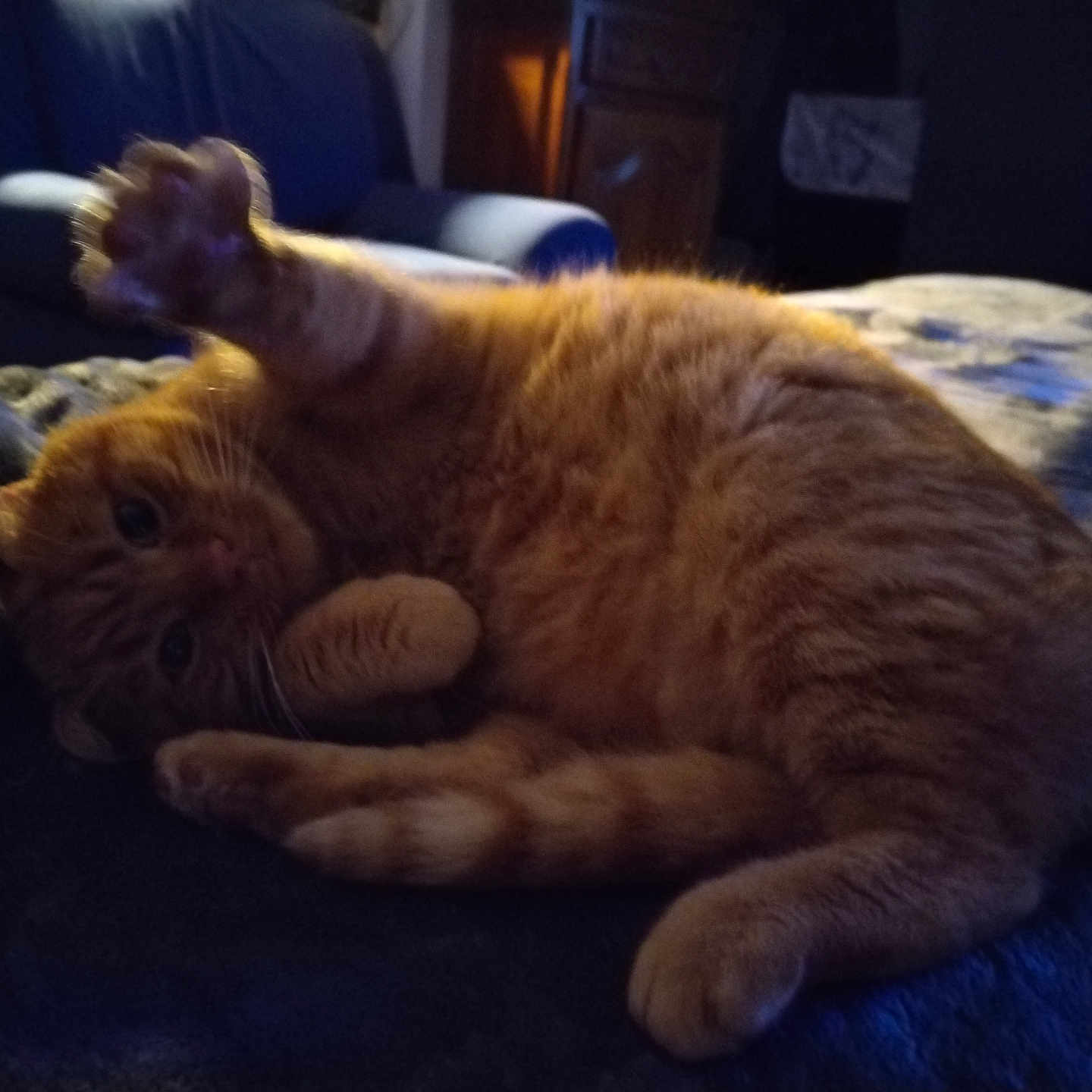 Rocky participe au concours pour gagner de l'argent avec cette photo : abyssinian, adult, animal, architecture, armchair, building, cat, chair, couch, female, furniture, indoors, kitten, livingroom, manx, person, pet, room, sleeping, woman