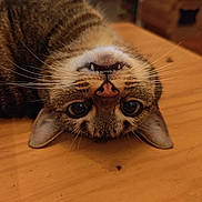 Gala a rejoint le concours — aidez-le/la à gagner de superbes lots ! cat, tabby, upside_down, fangs, whiskers, wooden_table, indoor, pet, curious, cute, animal, feline, ears, eyes, nose, fur, playful, relaxed, closeup, domestic_cat