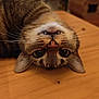 cat, tabby, upside_down, fangs, whiskers, wooden_table, indoor, pet, curious, cute, animal, feline, ears, eyes, nose, fur, playful, relaxed, closeup, domestic_cat