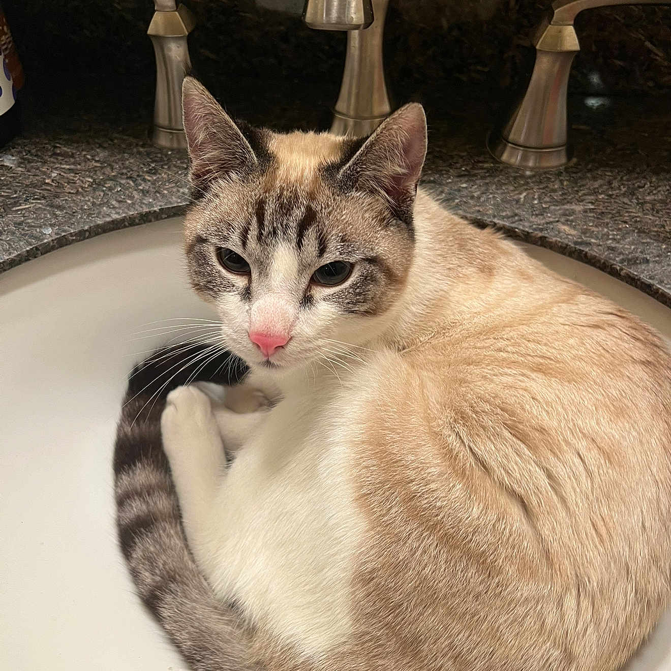 Joaquin joined the competition — help win amazing prizes! animal, bathroom, calm, cat, closeup, countertop, curled_up, cute, domestic_cat, faucet, fur, granite, indoor, pet, pink_nose, portrait, resting, sink, tabby, whiskers