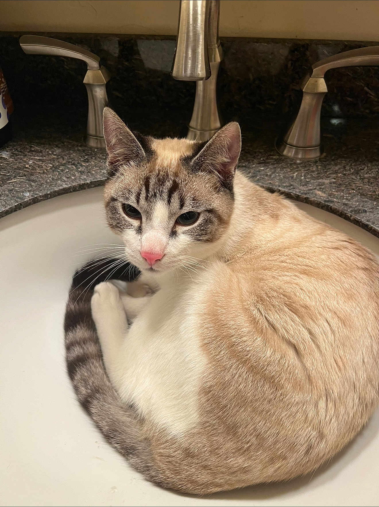 Joaquin joined the competition — help win amazing prizes! animal, bathroom, calm, cat, closeup, countertop, curled_up, cute, domestic_cat, faucet, fur, granite, indoor, pet, pink_nose, portrait, resting, sink, tabby, whiskers