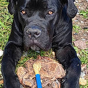 Arrow participe au concours pour gagner de l'argent avec cette photo : black_dog, dog, grass, dirt, wood, blue_stick, yellow_flower, paws, animal, pet, outdoor, nature, close_up, lying_down, brown_eyes, canine, playful, daylight, fur, snout
