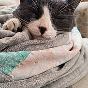 Sassy joined the competition — help win amazing prizes! cat, sleeping, gray_and_white, blanket, cozy, indoor, couch, fur, whiskers, relaxation, nap, pet, soft_texture, patterned_fabric, comfort, close_up, resting, domestic, cute, feline