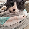 cat, sleeping, gray_and_white, blanket, cozy, indoor, couch, fur, whiskers, relaxation, nap, pet, soft_texture, patterned_fabric, comfort, close_up, resting, domestic, cute, feline