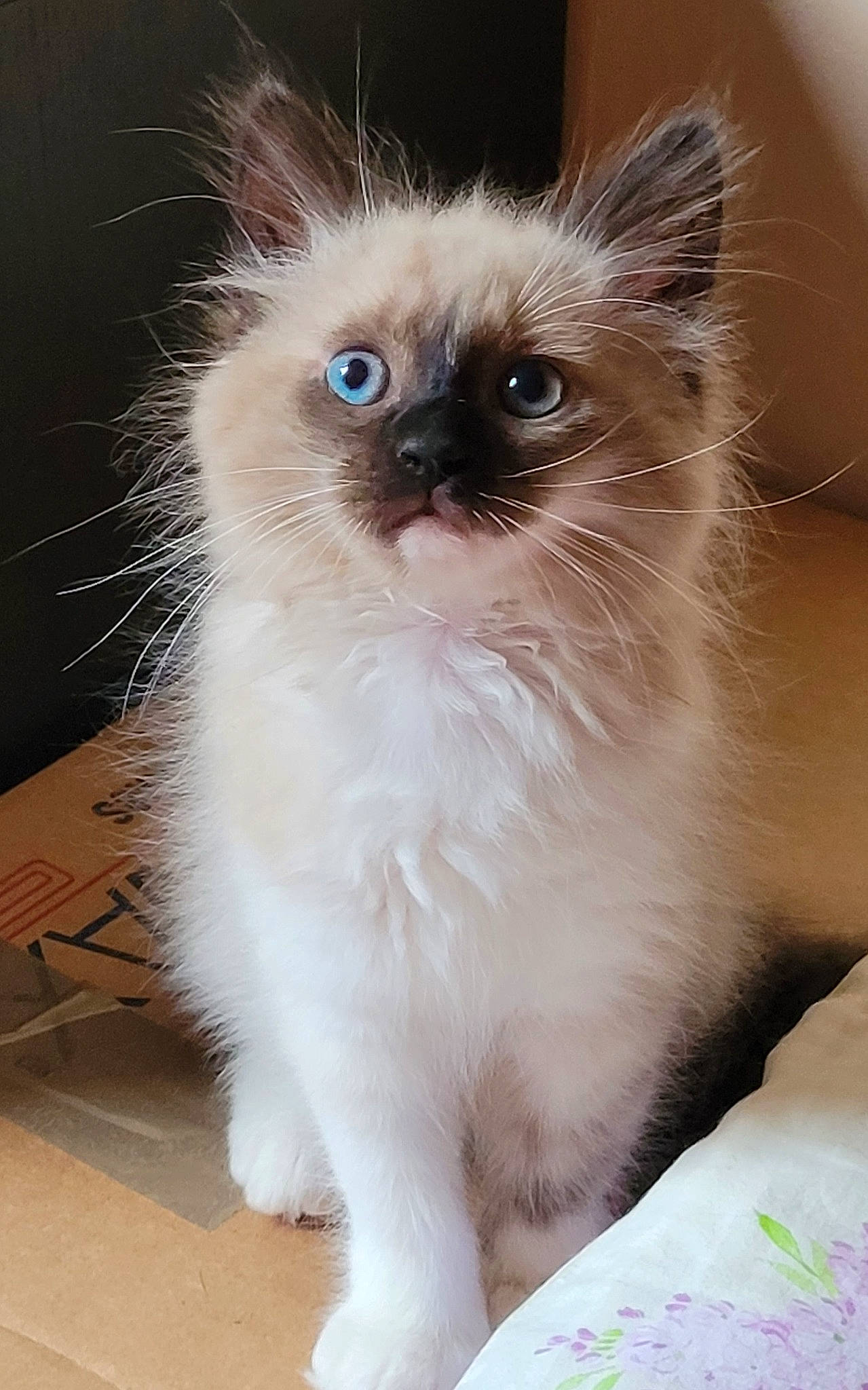 Leya a rejoint le concours — aidez-le/la à gagner de superbes lots ! balinese, birman, box, carnivore, cat, fawn, felidae, flooring, fur, iris, ragdoll, siamese, small_to_medium_sized_cats, snout, thai, whiskers