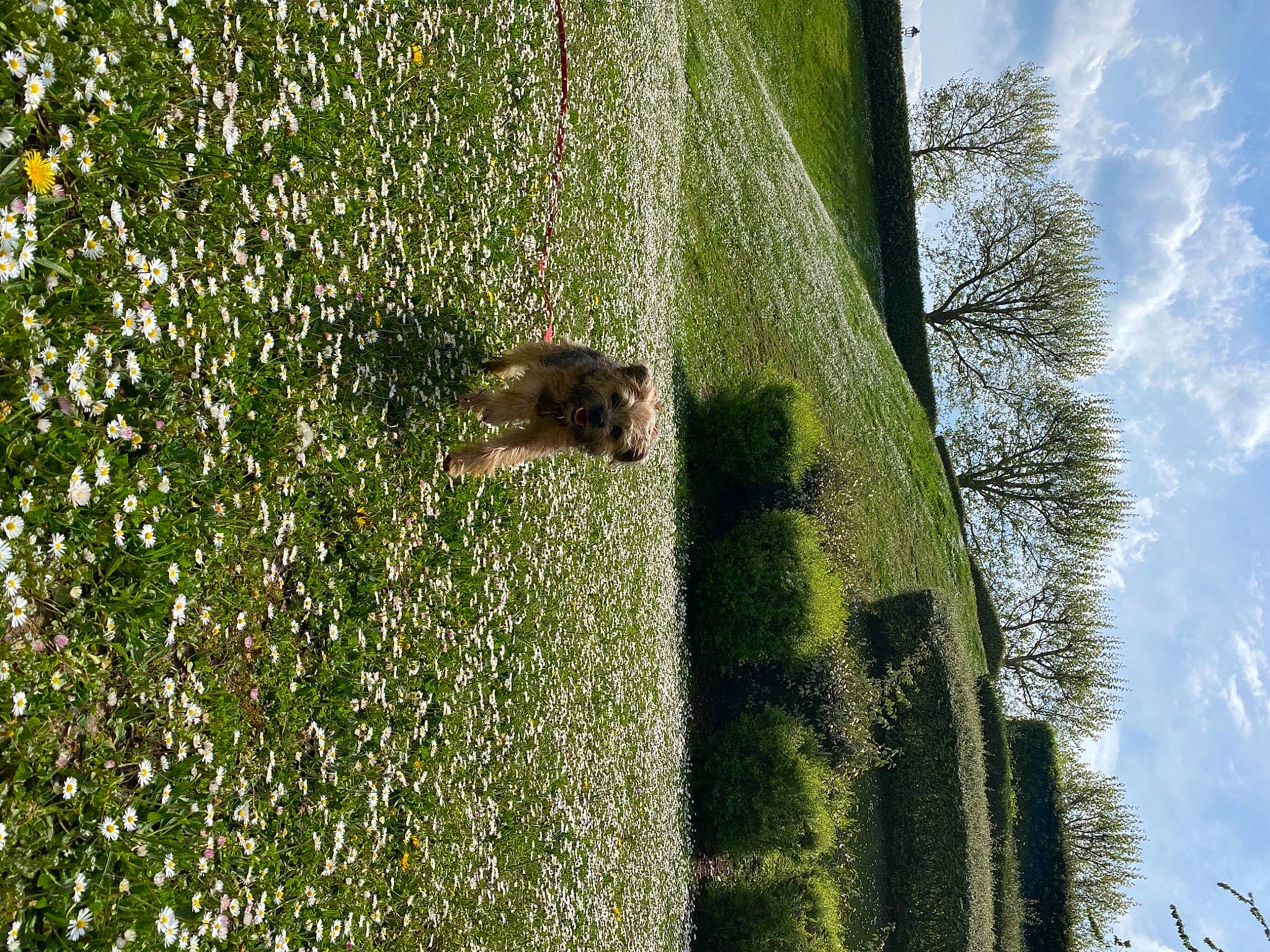 Swan participe au concours pour gagner de l'argent avec cette photo : biome, branch, cloud, forest, grass, grass_family, green, groundcover, landscape, natural_landscape, people_in_nature, plant, shrub, sky, terrestrial_plant, tree, trunk, vegetation, wood, woody_plant