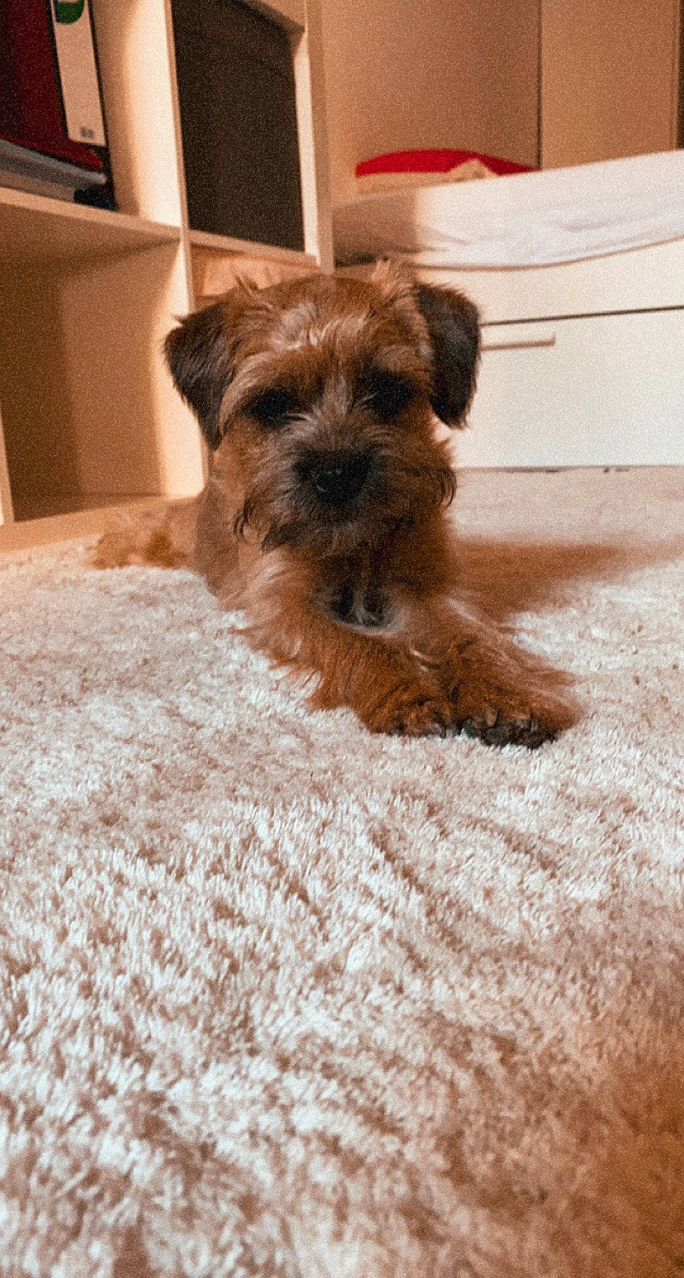 Swan participe au concours pour gagner de l'argent avec cette photo : canidae, carnivore, comfort, companion_dog, dog, dog_breed, dog_supply, fawn, flooring, fur, linens, liver, pet_supply, small_terrier, snout, sporting_group, terrier, toy_dog, working_animal, working_terrier