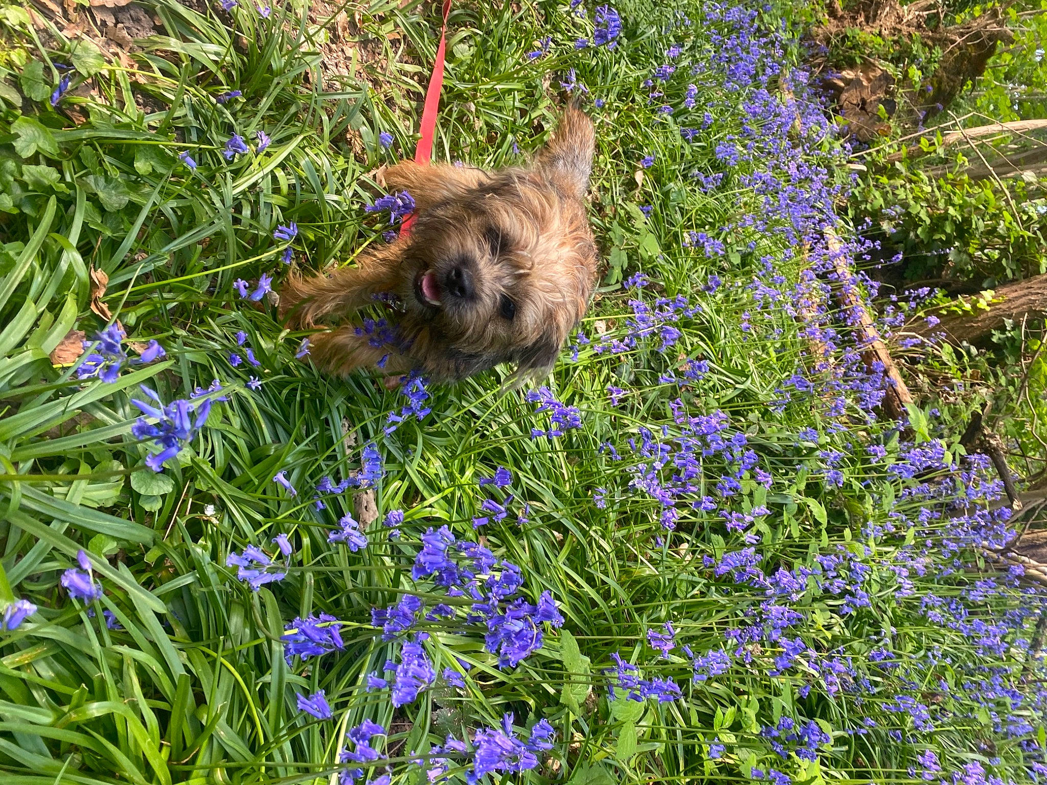 Swan participe au concours pour gagner de l'argent avec cette photo : annual_plant, blue, electric_blue, fawn, flower, flowering_plant, garden, grass, grass_family, groundcover, herb, herbaceous_plant, lavender, plant, shrub, spring, subshrub, wildflower, wildlife, wood