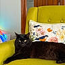 Bubbles joined the competition — help win amazing prizes! black_cat, cat, pet, animal, feline, indoor, armchair, green_chair, cushion, floral_pillow, bird_embroidery, yellow_eyes, relaxed, resting, fur, whiskers, wooden_door, home_interior, cozy, portrait