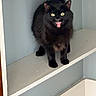 Bubbles joined the competition — help win amazing prizes! black_cat, cat, yellow_eyes, shelf, indoor, feline, pet, fur, animal, meowing, teeth, whiskers, ears, claws, home, corner, standing, alert, expression, dramatic