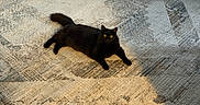 Bubbles joined the competition — help win amazing prizes! cat, black_cat, animal, pet, indoor, carpet, floor, texture, pattern, shadow, light, fur, yellow_eyes, relaxing, lying_down, curious, cozy, home, mammal, domestic_animal