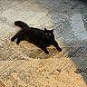 cat, black_cat, animal, pet, indoor, carpet, floor, texture, pattern, shadow, light, fur, yellow_eyes, relaxing, lying_down, curious, cozy, home, mammal, domestic_animal