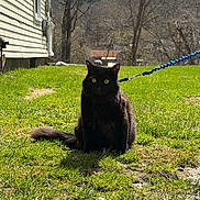 Bubbles is registered to the contest to win money with this photo: cat, black_cat, leash, grass, outdoor, house, tree, sunlight, animal, pet, nature, feline, greenery, background, daylight, side_view, quiet, mammal, domestic_animal, resting