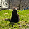 cat, black_cat, leash, grass, outdoor, house, tree, sunlight, animal, pet, nature, feline, greenery, background, daylight, side_view, quiet, mammal, domestic_animal, resting