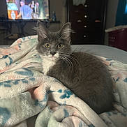 Princess Marshmallow joined the competition — help win amazing prizes! kitten, cat, gray_cat, white_fur, blanket, fluffy, bedroom, indoor, pet, animal, feline, curious, soft, cozy, resting, looking, young_cat, domestic_cat, furniture, television