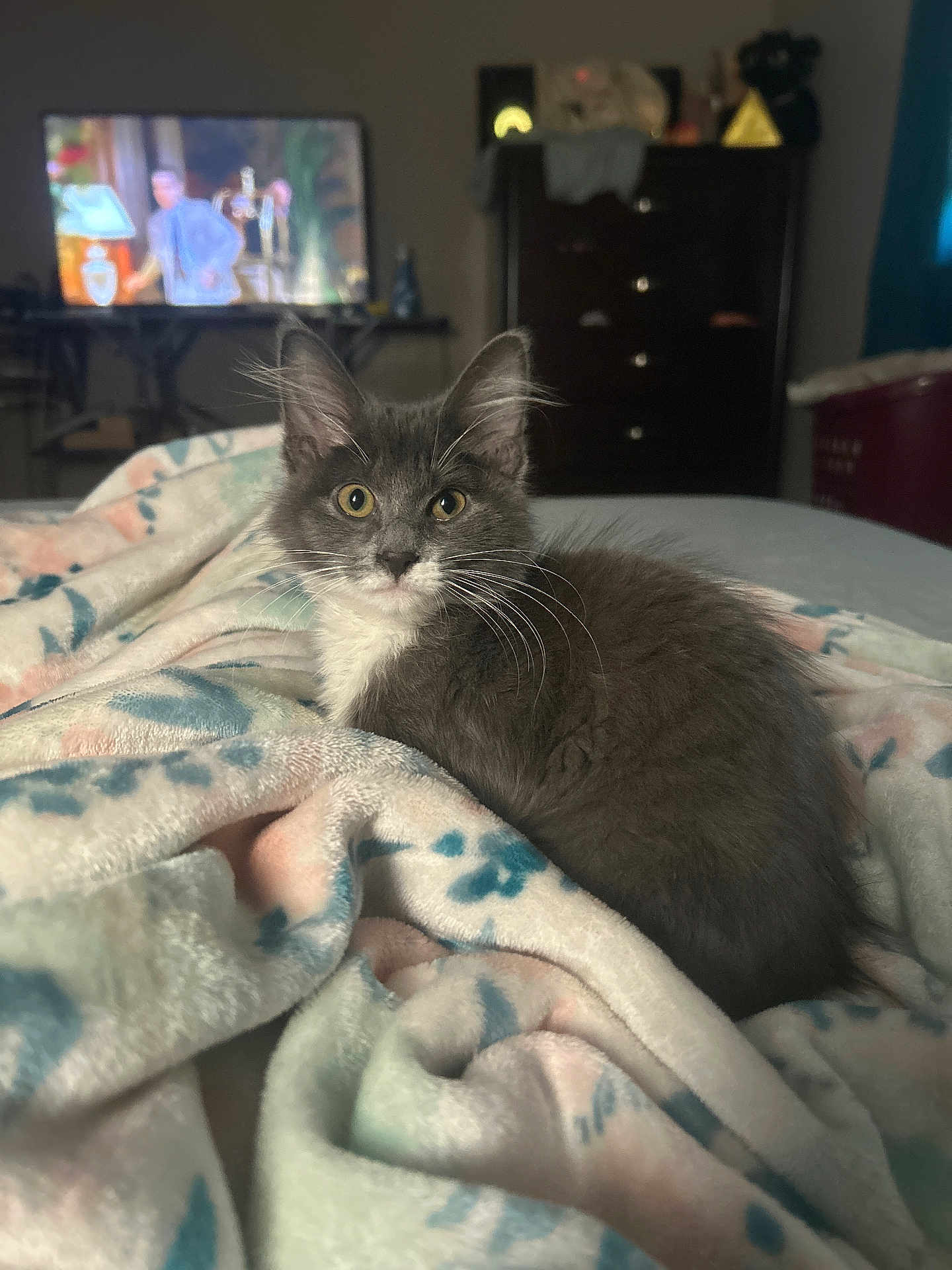 Princess Marshmallow joined the competition — help win amazing prizes! kitten, cat, gray_cat, white_fur, blanket, fluffy, bedroom, indoor, pet, animal, feline, curious, soft, cozy, resting, looking, young_cat, domestic_cat, furniture, television