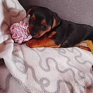 Biggy participe au concours pour gagner de l'argent avec cette photo : black_dog, blanket, canine, cozy, cute, dog, fur, indoor, lying_down, patterned_blanket, pet, playful, puppy, resting, rope_toy, small_dog, tan_dog, toy, white_blanket, young_dog