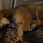 Fluffy participe au concours pour gagner de l'argent avec cette photo :