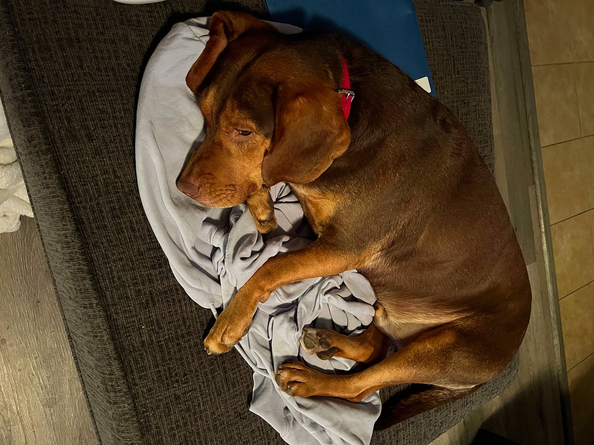 Buster is registered to the contest to win money with this photo: art, carnivore, comfort, companion_dog, dog, dog_breed, dog_supply, ear, fawn, fur, guard_dog, hound, liver, painting, pet_supply, snout, sporting_group, vehicle_door, whiskers, working_animal