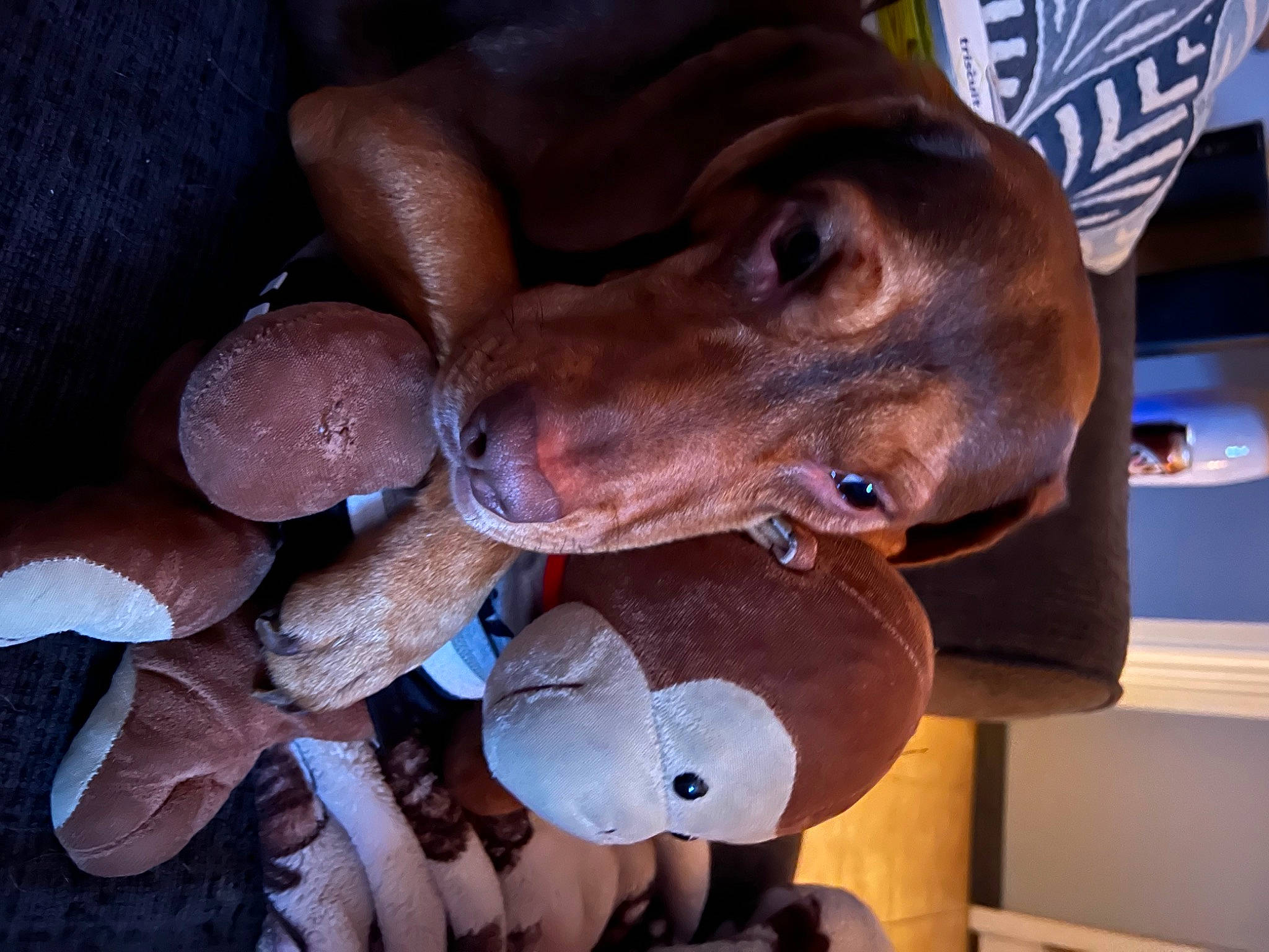 Buster joined the competition — help win amazing prizes! canidae, carnivore, comfort, dog, dog_breed, ear, fawn, hat, jaw, liver, metal, sculpture, snout, sporting_group, stuffed_toy, toy, working_animal