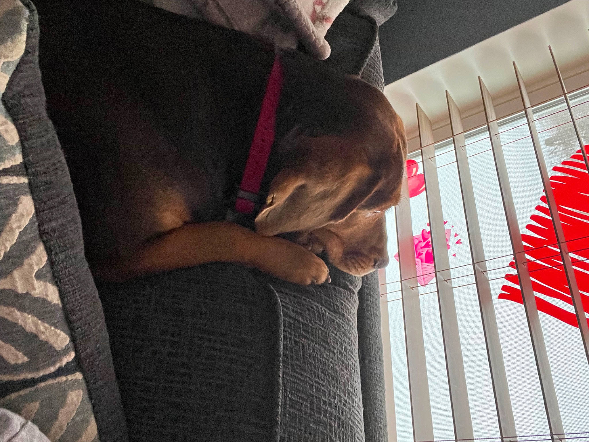Buster joined the competition — help win amazing prizes! carmine, comfort, companion_dog, couch, dog, elbow, fawn, fur, human_leg, knee, linens, magenta, plant, room, sleeve, sporting_group, textile, thigh, tints_and_shades, wood