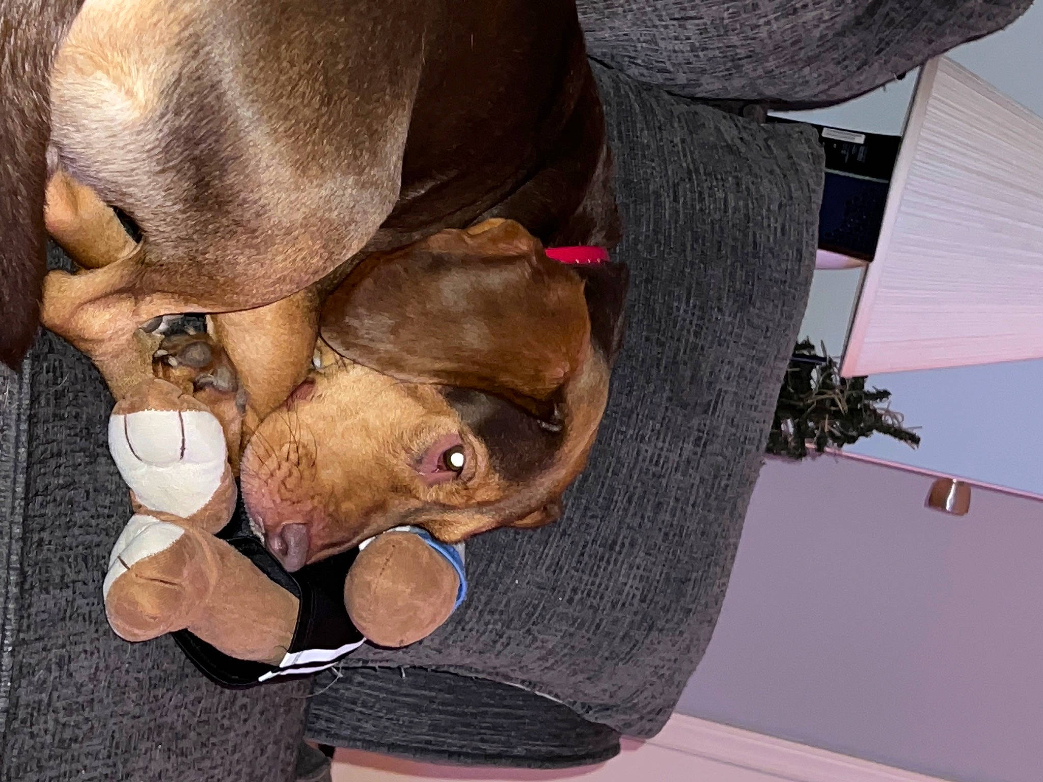 Buster joined the competition — help win amazing prizes! air_sports, canidae, carnivore, collar, comfort, companion_dog, dog, dog_breed, ear, fashion_accessory, fawn, fur, hat, liver, snout, sporting_group, working_animal, wrinkle