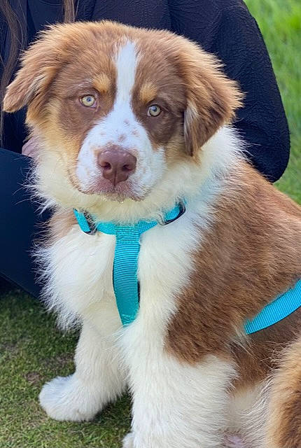 Swan a rejoint le concours — aidez-le/la à gagner de superbes lots ! ancient_dog_breeds, australian_collie, carnivore, companion_dog, dog, dog_breed, fur, grass, gun_dog, herding_dog, liver, sporting_group, terrestrial_animal, whiskers, working_animal, working_dog