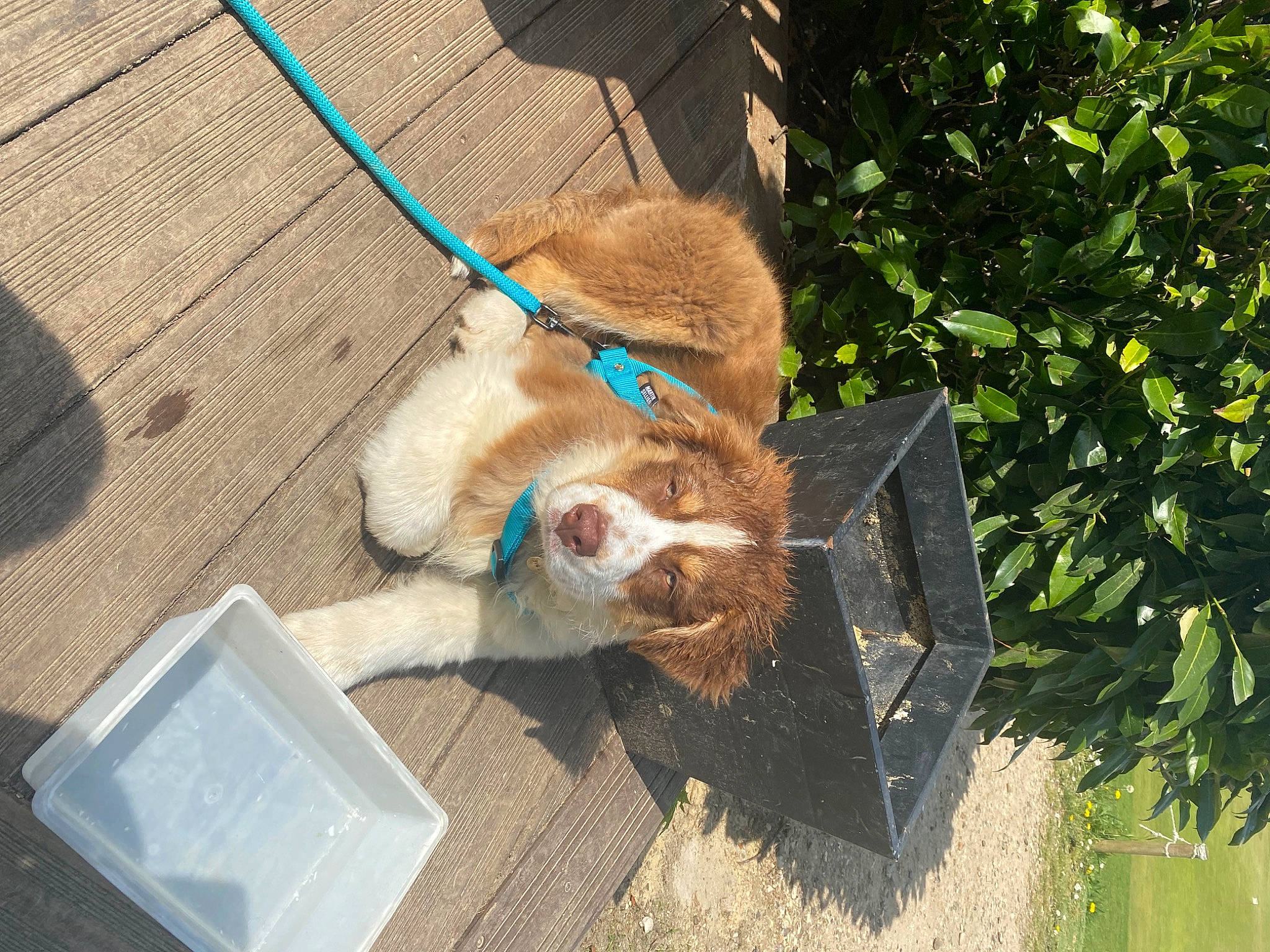 Swan participe au concours pour gagner de l'argent avec cette photo : carnivore, collar, companion_dog, dog_breed, fawn, felidae, flooring, fur, grass, leash, liver, paw, plant, small_to_medium_sized_cats, snout, soil, tail, whiskers, wood, working_animal