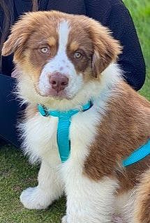 Swan participe au concours pour gagner de l'argent avec cette photo : ancient_dog_breeds, australian_collie, australian_shepherd, ball, canidae, carnivore, companion_dog, dog, dog_breed, fur, grass, gun_dog, herding_dog, puppy, sporting_group, terrestrial_animal, whiskers, working_animal, working_dog