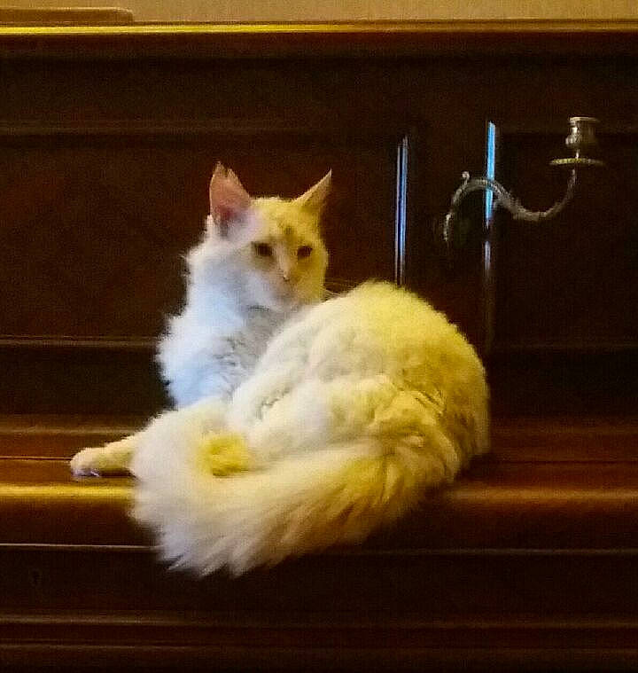 Isatis participe au concours pour gagner de l'argent avec cette photo : bed, carnivore, cat, claw, comfort, companion_dog, couch, domestic_short_haired_cat, fawn, felidae, fur, metal, musical_instrument, paw, photo_caption, sitting, sky, small_to_medium_sized_cats, tail, whiskers