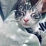 blanket, cat, close_up, comfort, cozy, cute, domestic_cat, ears, fabric, fur, human_face_partial, indoor, pet, pink_nose, resting, sleeping, snuggling, soft_lighting, tabby_cat, whiskers