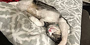 Sushi is registered to the contest to win money with this photo: abyssinian, accessories, animal, bag, bed, bedroom, blanket, cat, couch, cushion, furniture, handbag, homedecor, indoors, kitten, person, pet, quilt, room, sleeping