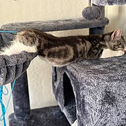 Sushi joined the competition — help win amazing prizes! animal, cat, cat_tree, claw, cozy, cute, domestic, fur, furniture, gray, indoor, napping, paw, pet, relaxed, resting, sleeping, stretching, tabby, whiskers