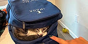 Sushi is registered to the contest to win money with this photo: backpack, blue, brown, cat, chair, cozy, curious, domestic, feline, hand, indoor, light, nail_polish, peek, pet, table, white, window, wood_floor, zipper