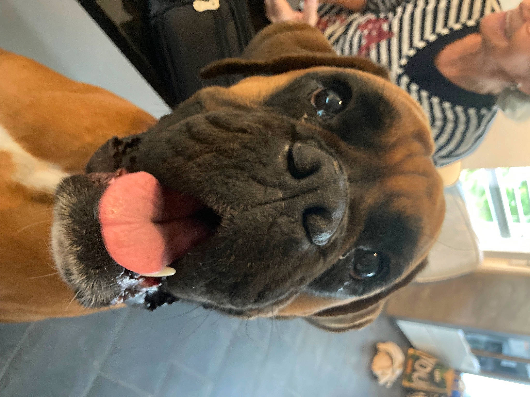 Popeye participe au concours pour gagner de l'argent avec cette photo : canidae, carnivore, collar, companion_dog, dog, dog_breed, dog_collar, ear, fawn, fur, guard_dog, liver, molosser, paw, snout, sporting_group, whiskers, working_animal, working_dog, wrinkle